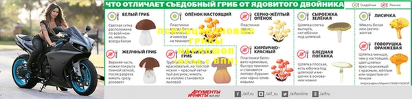 ГАЛЛЮЦИНОГЕННЫЕ ГРИБЫ Вязьма